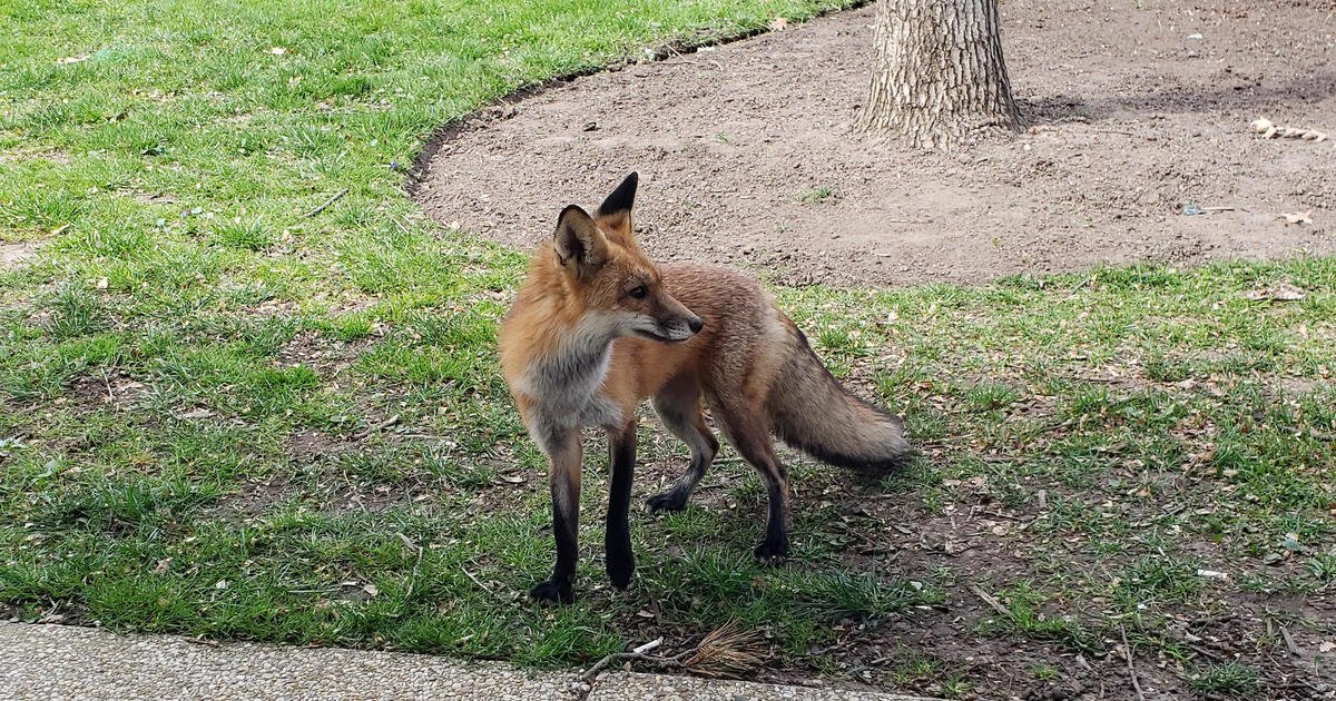 Police capture fox after "reports of aggressive fox encounters" near U.S. Capitol | Right Wire Report